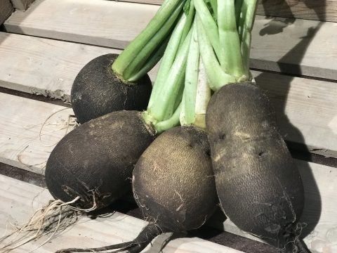 Rammenas - vergeten groenten